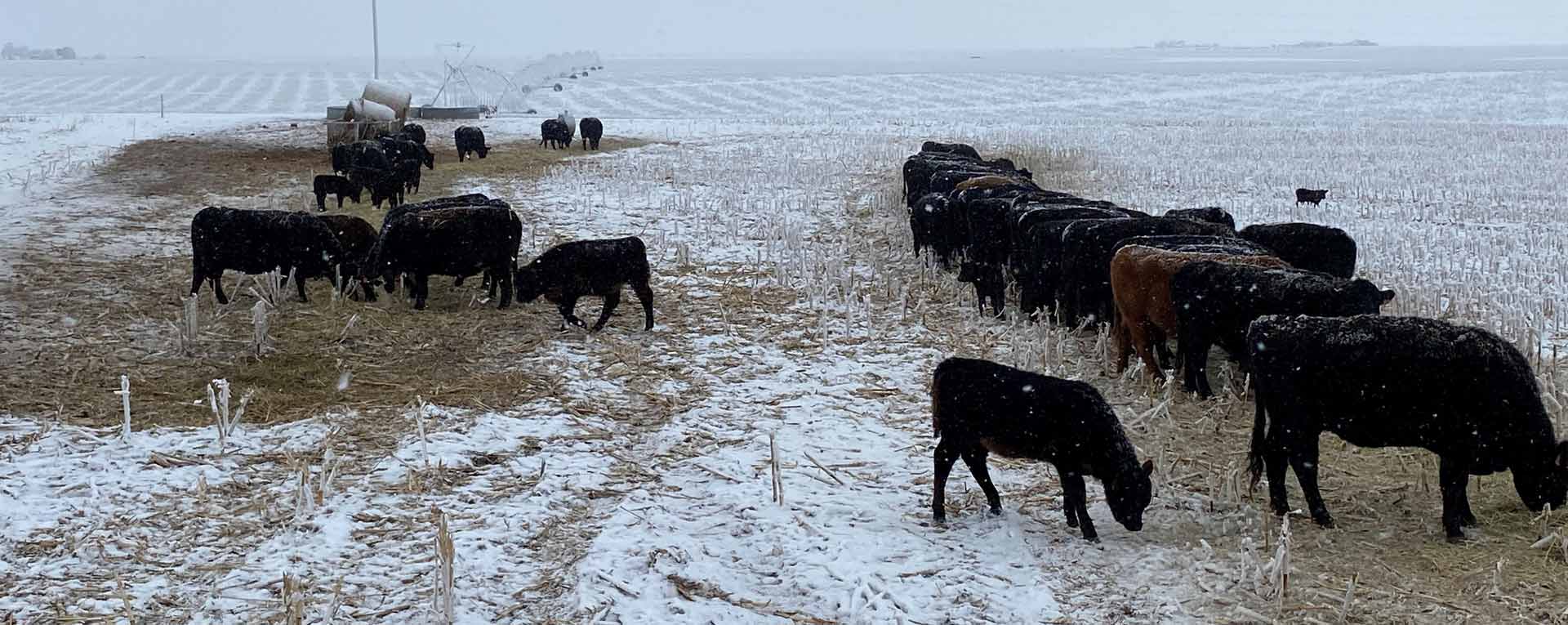 cows grazing during the winter