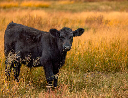 Livestock Risk Protection for Cattle, Unborn Calves, and Beyond