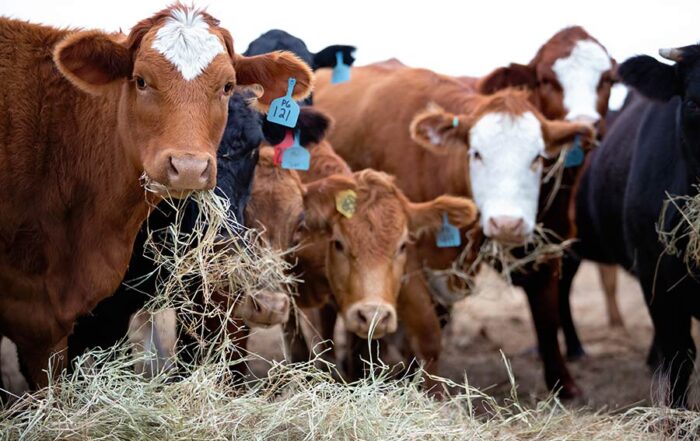 Group of cattle eating hay on a Kansas ranch, symbolizing herd protection with LRP insurance and livestock risk coverage.