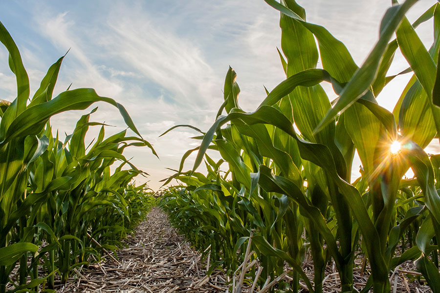 Young corn plants growing in a Kansas field at sunrise, representing ag finance and agricultural financing for local farmers.