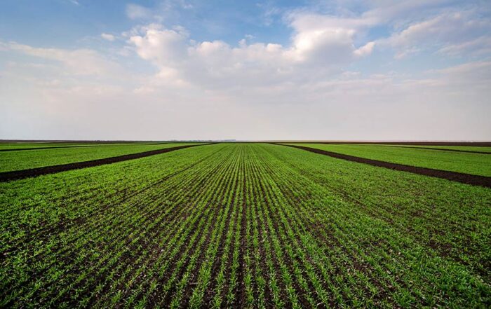 Young crops growing in a wide Kansas farm field, illustrating crop insurance coverage for early growth stages.