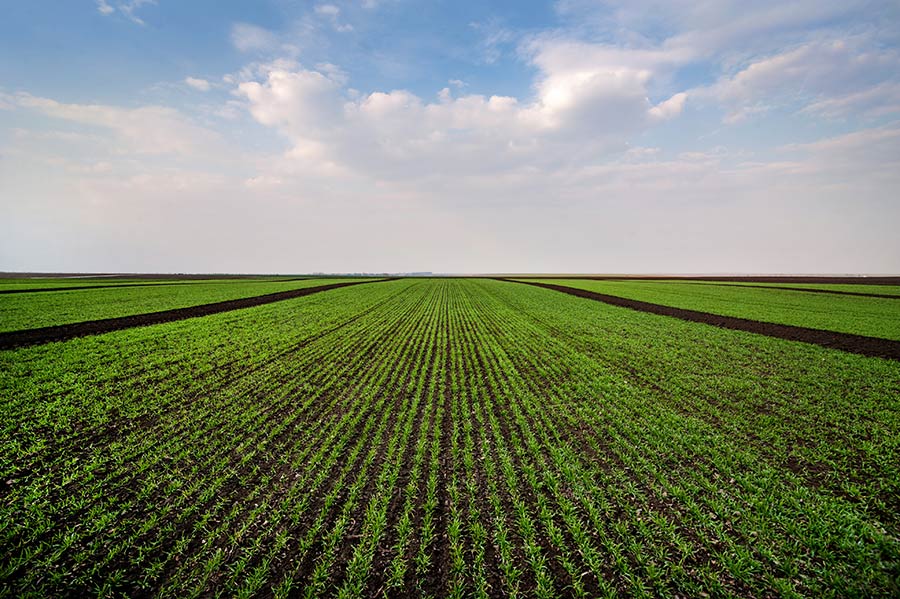 Rows of young green crops growing under a clear Kansas sky symbolize working capital through farm operating loans and credit.