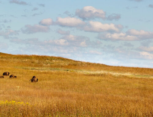 How Patronage Dividends Affect Farmland Values