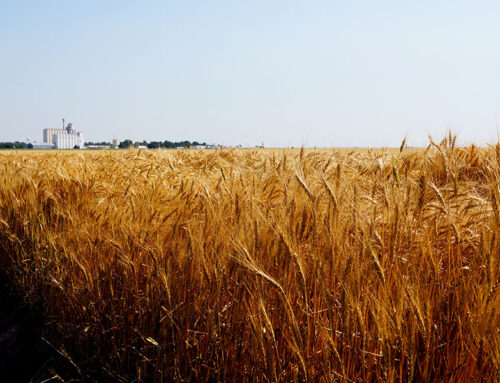 Crop Hail Insurance vs Multi-Peril: Know the Differences