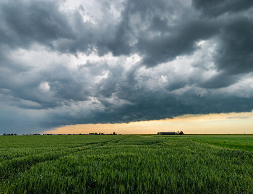 5 Tips for Filing a Crop Insurance Claim