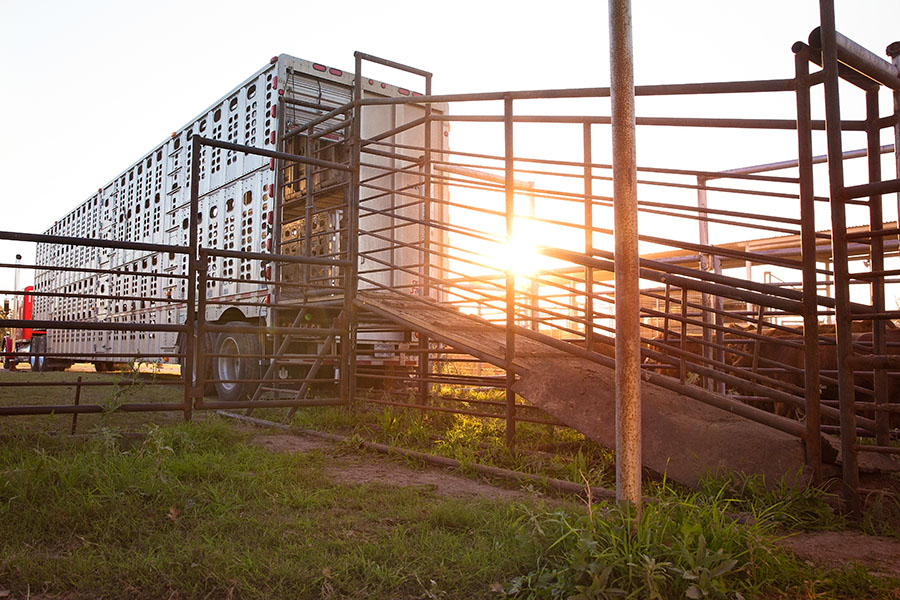 Truck and trailers used to haul cattle are available to lease via the Farm Credit Leasing program.