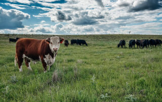Q2 2026 Calendar Photo Contest Winner. Lone red and white bull stands in a lush pasture. Black angus cattle graze in the background. Submitted by Holly Mettling.