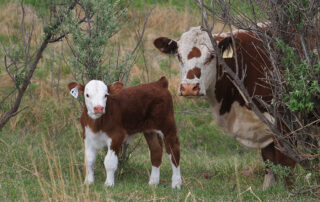Q4 2026 Calendar Photo Contest Winner. Red and white cow and her calf peer from behind a bush in early spring. Submitted by Shayla Blattner.