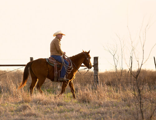 How to Protect Your Livestock Operation With PRF Insurance