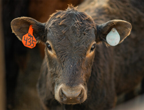 How to Use Livestock Risk Protection (LRP) to Increase Your Cattle Operation’s Profitability