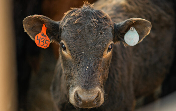 Feeder calves make up one of the types of livestock able to be insured by Livestock Risk Protection.