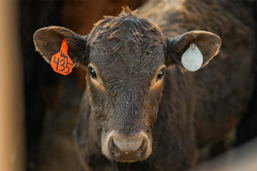 Feeder calves make up one of the types of livestock able to be insured by Livestock Risk Protection.